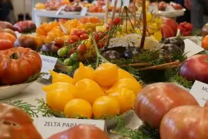Exhibition of tomatoes
